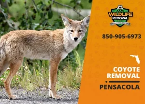 image of a coyote