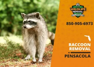 Image of a Raccoon