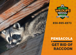 get rid of raccoon pensacola