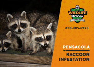 infested by raccoons pensacola