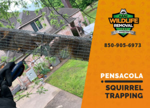 squirrel trapping program pensacola