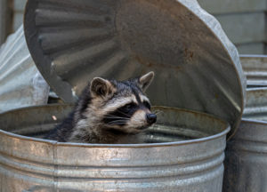 Raccoon in a bin