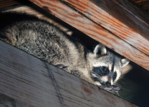 Raccoon In an attic