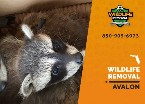 Avalon Wildlife Removal professional removing pest animal