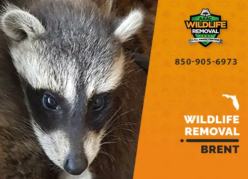 Brent Wildlife Removal professional removing pest animal