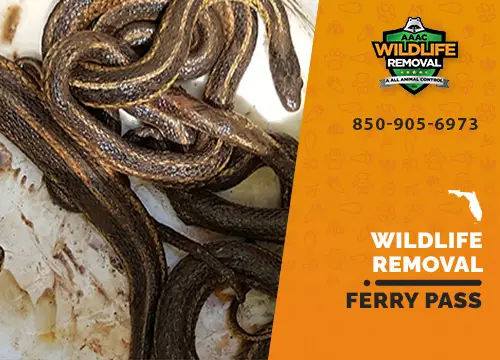 Ferry Pass Wildlife Removal professional removing pest animal