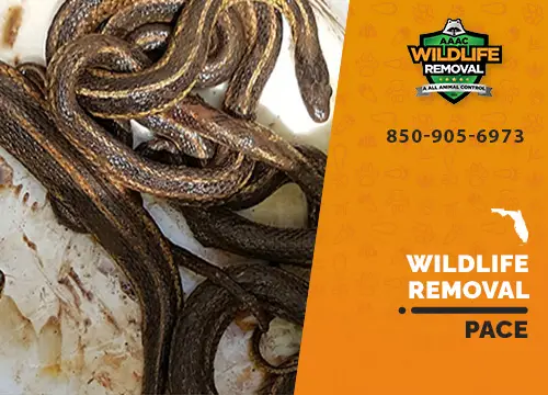 Pace Wildlife Removal professional removing pest animal