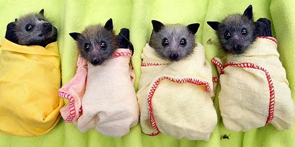 baby bats wrapped in blankets