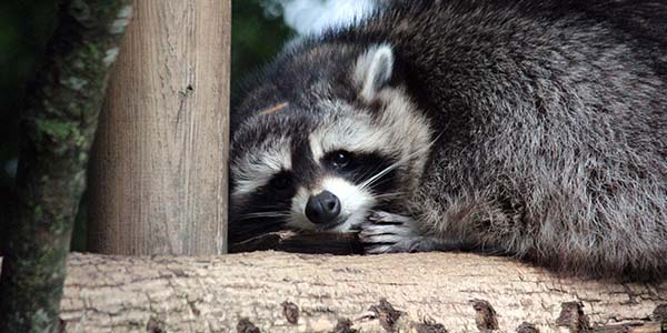 How Long Do Raccoons Live? Unveiling Their Lifespan Secrets